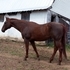 Nice sound ROM earning mare! 