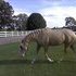 Kind Quiet Stud with Lovely Up Hill Movement