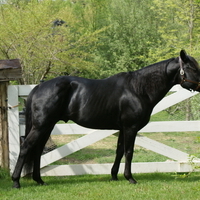 Black Stallion standing at stud