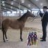 Dream Filly - has 108 show points for 2012