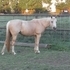 Quiet Palomino Mare