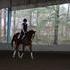Upper level Thoroughbred Prospect