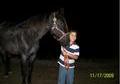 BREEDING & RIDEING STALLION
