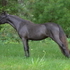 Tiny Show Filly - Top Blood Lines
