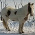 Draft Cross Mare (See Video)
