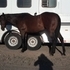 AAA Race Champ broodmare