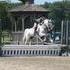 Flashy, Confident 10 Year Old VPBA Mare 