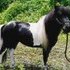 Mini Black and White Stallion