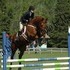 Freddie -  1998 thoroughbred gelding
