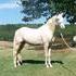 REASONABLE OFFERS CONSIDERED BREEDING & RIDING STALLION