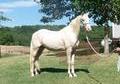 REASONABLE OFFERS CONSIDERED BREEDING & RIDING STALLION