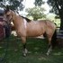 Spotted Mountain Horse