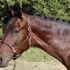 Sired by German Eventing Champion
