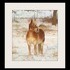 7 year old Registered Gelding