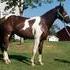 REASONABLE OFFERS CONSIDERED BREEDING & RIDING STALLION
