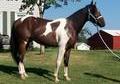 REASONABLE OFFERS CONSIDERED BREEDING & RIDING STALLION