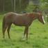 Beautiful Arab mare/ trades welcome