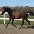 lovely purebred Arabian
