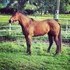 AQHA Professionally trained mare