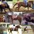 Barrel Racing Prospect QH
