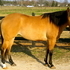 6 Yr. Old Reining Mare- Ready to go!
