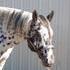 Leopard Appaloosa For Stud