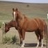 Russian bred Arabian mare-fancy!