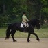1st level Percheron