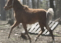 FLAXEN SILVER BAY FILLY