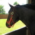 Beautiful Black Draft Mare for Lease