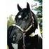 2012 APHA Breeders' Trust Stallion at Stud