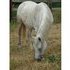 Horse for lease