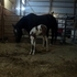 April 2012 filly