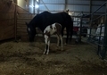 April 2012 filly