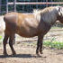 8 year old silver bay broodmare