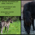 ADORABLE MICRO SIZED MINIATURE HORSE