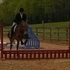 Awesome Appendix TB/QH mare avail!!!