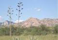 36+ Acres Abuts Greenbelt