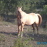 Gorgeous Dunalino Mare