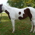VIDEO!  Must sell! Flashy 4 y/o APHA mare, gentle, great show potential! 
