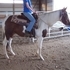 Gorgeous Spotted Saddlebred 