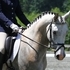 Extremely Talented German Riding Pony cross