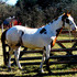 FLASHY APHA GELDING