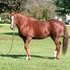 Quarter/warmblood    Beginner to Advanced