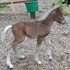 Refined S/R silver brown colt, appy breeding