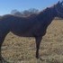 Great gently mare