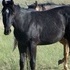 Gentle, relaxed, retains knowledge, barrel/roping prospect