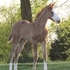 2012 APHA Dun Overo filly