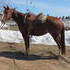 *VIDEO* Quiet '08 Reg well started mare