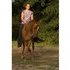AQHA Reining Mare